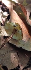 Lepiota castanea