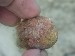 Coralliophila violacea