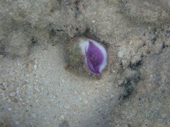 Coralliophila violacea