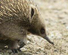 Tachyglossus aculeatus setosus