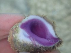 Coralliophila violacea