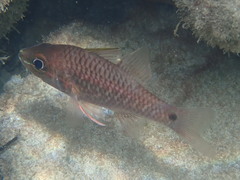 Actinopterygii