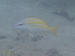 Lutjanus kasmira