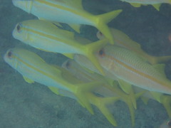 Actinopterygii