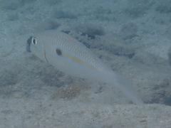 Mulloidichthys flavolineatus