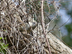 Gerygone mouki