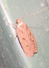 Hofmannophila pseudospretella