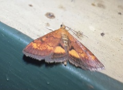 Pyrausta californicalis