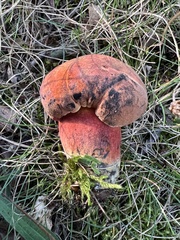 Neoboletus luridiformis