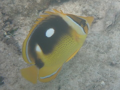 Chaetodon quadrimaculatus
