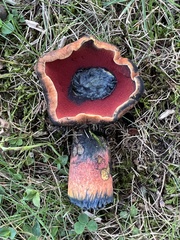 Neoboletus luridiformis