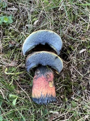 Neoboletus luridiformis