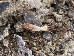 Reticulitermes hesperus