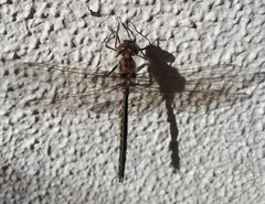 Hemicordulia australiae