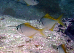 Schuettea scalaripinnis