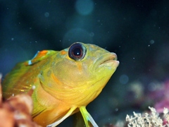 Notoclinops yaldwyni