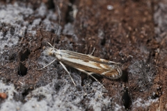 Isophrictis lineatellus