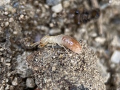 Reticulitermes hesperus