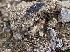 Reticulitermes hesperus