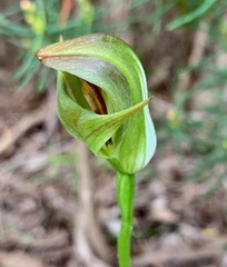 Pterostylis curta