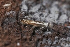 Isophrictis lineatellus