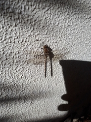 Hemicordulia australiae