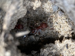 Pogonomyrmex salinus