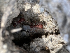 Pogonomyrmex salinus