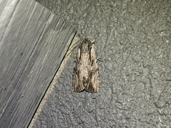 Andropolia