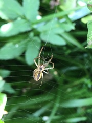 Metellina segmentata