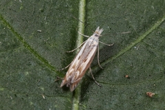 Isophrictis lineatellus