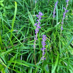 Liriope muscari