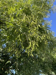 Styphnolobium japonicum