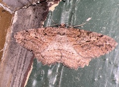 Neoalcis californiaria