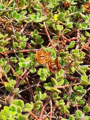 Cistus salviifolius