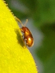 Epitrix hirtipennis