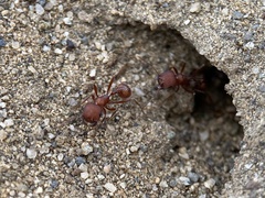 Pogonomyrmex salinus