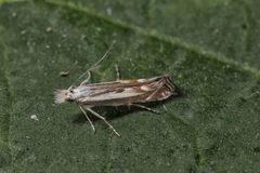 Isophrictis lineatellus