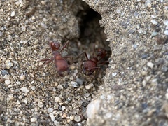 Pogonomyrmex salinus