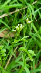Cardamine