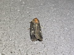 Abagrotis mirabilis