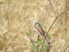 Cisticola marginatus