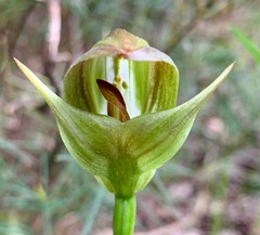 Pterostylis curta