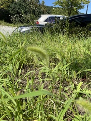 Setaria viridis