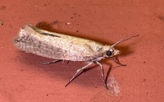Ypsolophidae