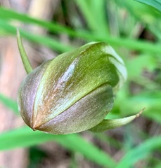 Pterostylis curta