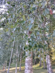 Betula pubescens