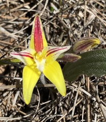 Caladenia flava