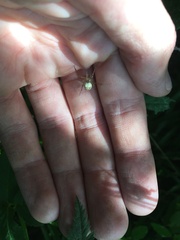 Metellina segmentata