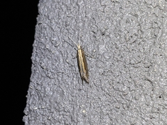 Plutella xylostella
